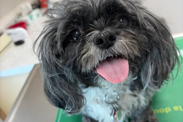Parkhill Animal Hospital