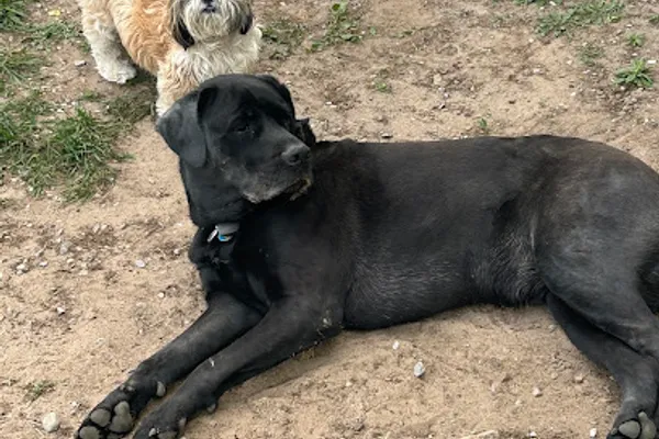 Redfern Dog Resort Daycare and Boarding