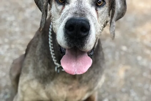 Rosehill Acres Pet Resort