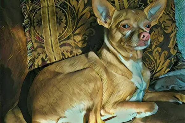 Regal Dogs Resort