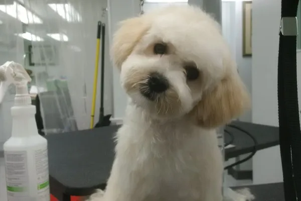 Pampered Paws Limited