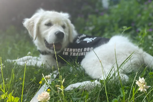 Heeling Souls K9 Training