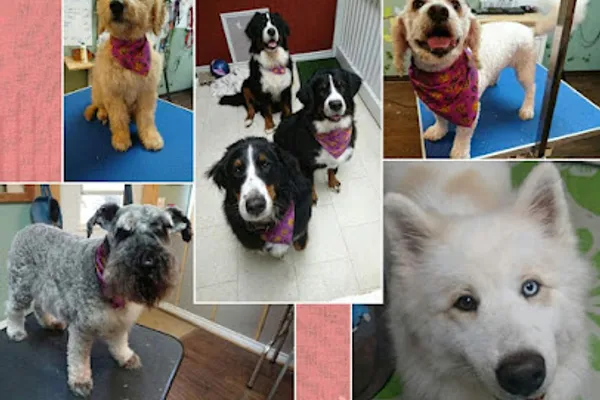 Do's for Dogs