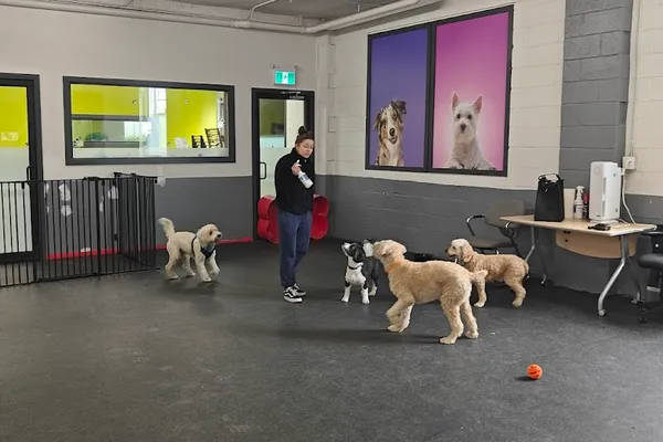 Great Woof Lounge and Spa