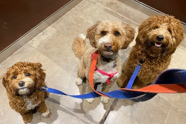 Midtown Walks and Wags