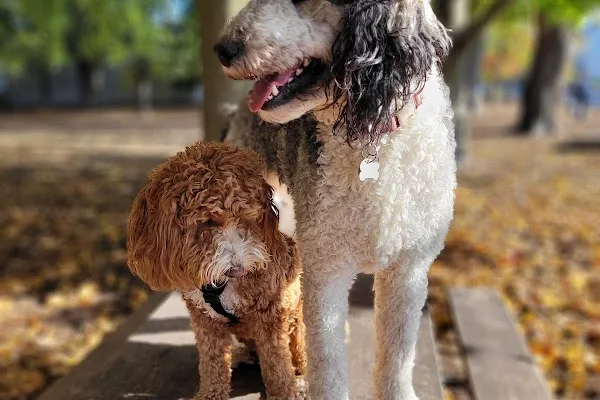 Funleashed Pet Services