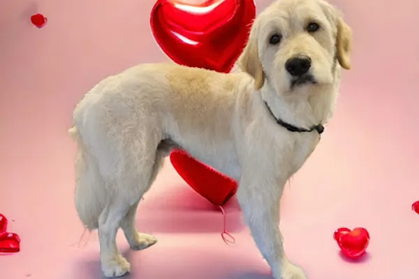 Lil' Darlings Pet Care