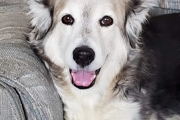 Val Caron Animal Hospital