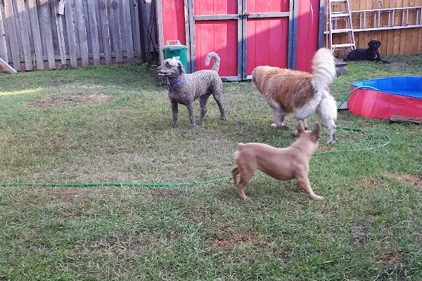 Odawgs Pet Paradise
