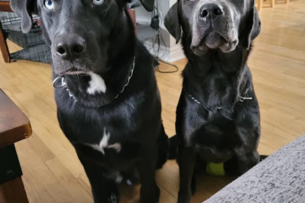 Best Care Kennels