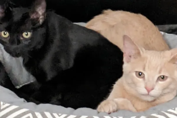 Rainbow District Animal Services and Bylaw Enforcement