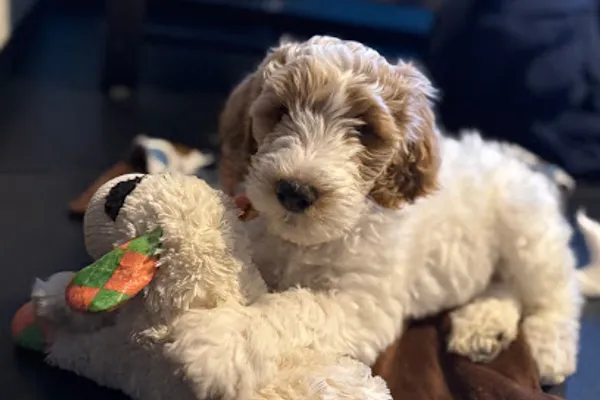 Boreal Puppies