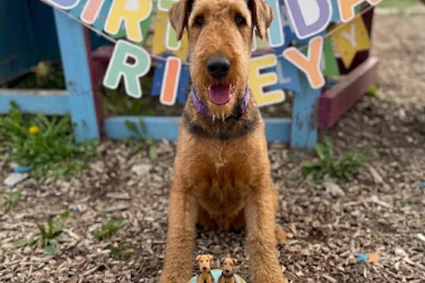 Dawg Dayzz Doggie Daycare & Boarding