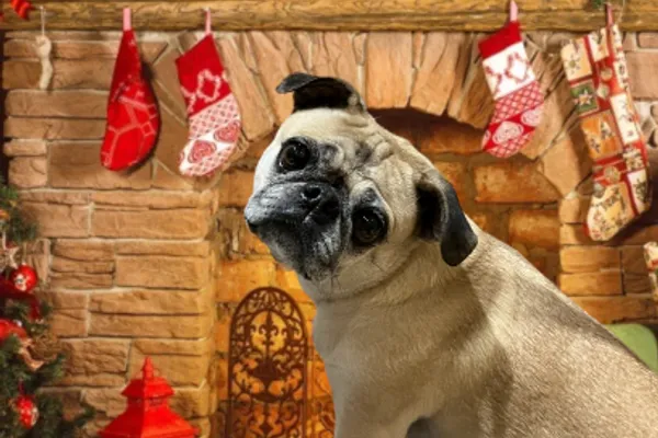 Dazzling Doggies Grooming Salon