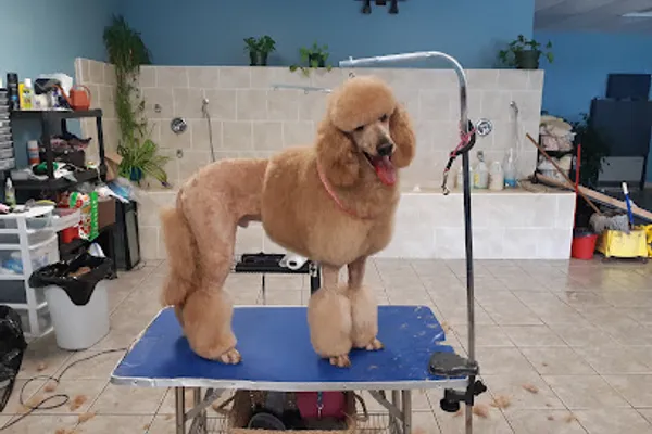 Tam's Ruff Haus Grooming