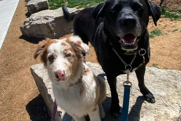 Akira Doggy Daycare & Boarding