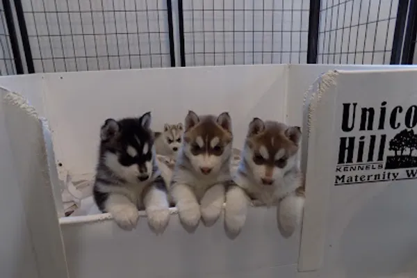 Unicornhill Siberian Huskies