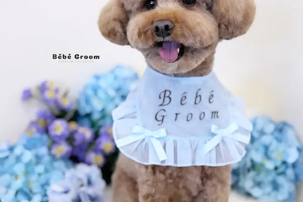 Bébé Groom | Dog Grooming & Cat Grooming | Premium Pet Boutique & Spa