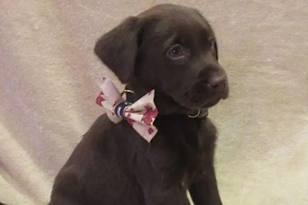 lucky labs
