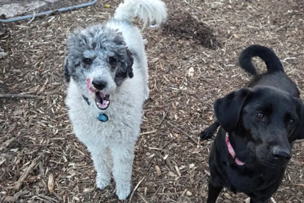 Aunt Wendy's Home Dog Boarding