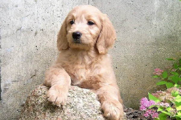 Confident Canines - Puppy Imprint Training Service