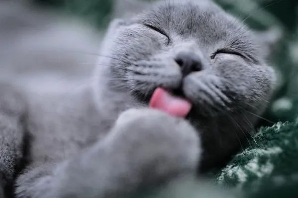 Anro Cat Grooming