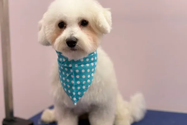 Lana grooming