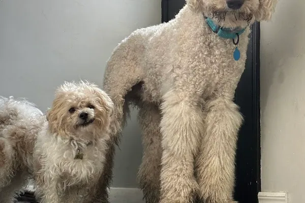 Nadia's Grooming