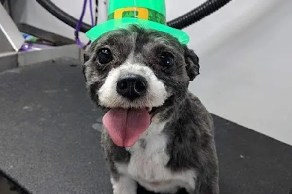 Valley Tails Pet Grooming