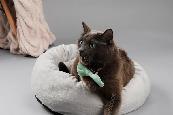 Pawscape | Pet supply, Dog bed/Cat Bed Canada | 24*7 Online Store