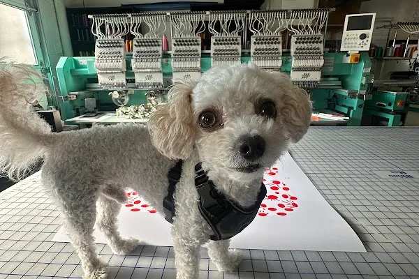Doggie Do's