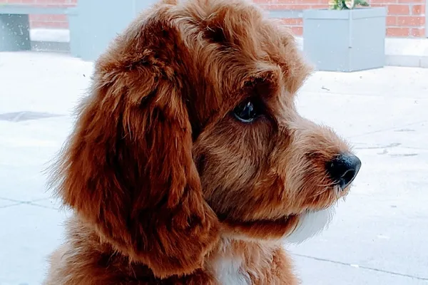 Fab Fido Dog Grooming Spaw