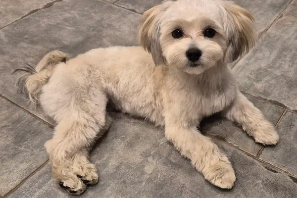 OkiDoggy Dog Grooming