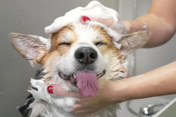 So Cute Pets
