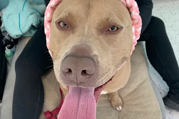 K9 FlossBoss Inc
