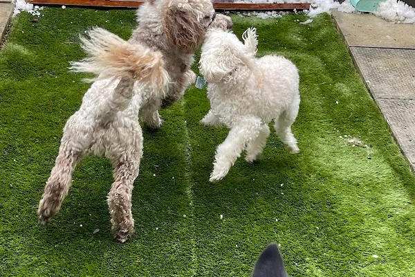 PawSome Pet Care