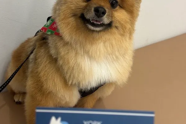 York Veterinary Hospital