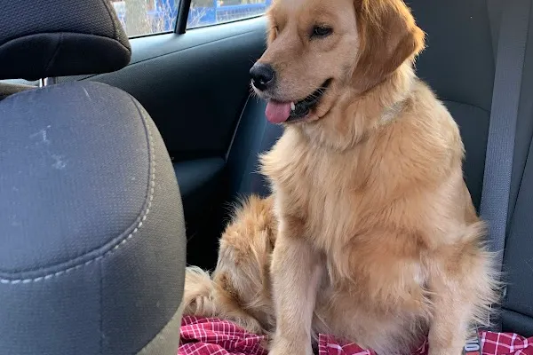 No Dogs Left Behind