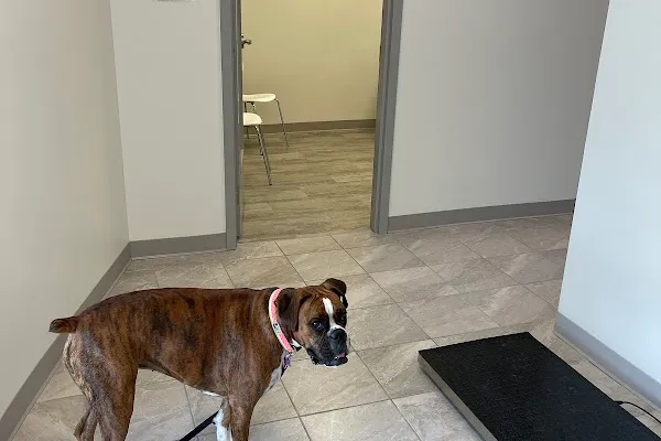 Donwoods Animal Hospital | North York Veterinary Clinic