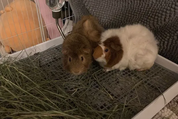 Bonny Rabbit, Guinea Pig & Hamster Boarding
