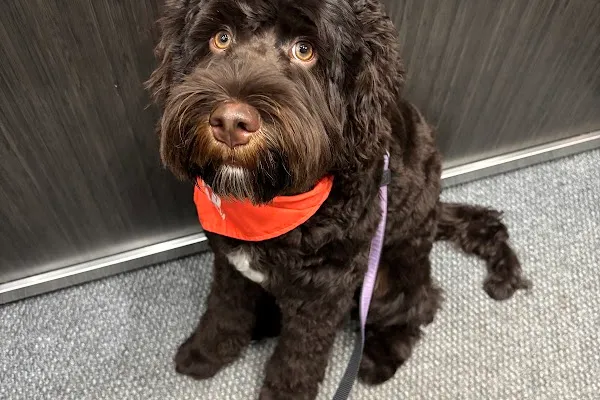 Ruffy Veterinary