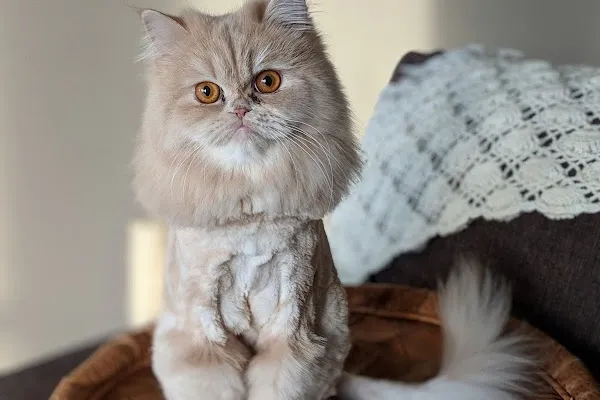 Woofur