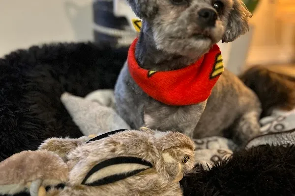 Must Love Dogs Pet Care Services
