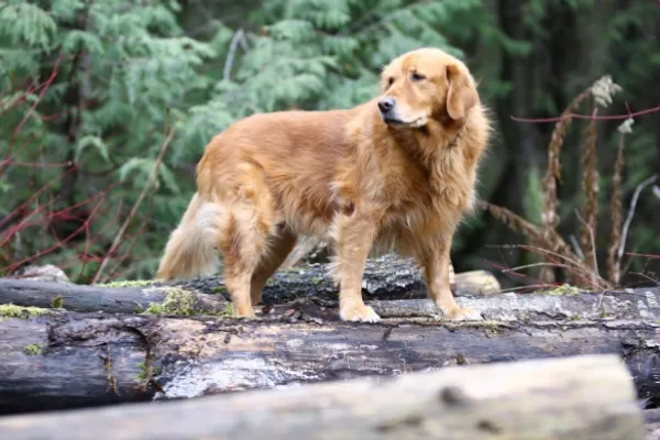 Golden Acres Dog Resort