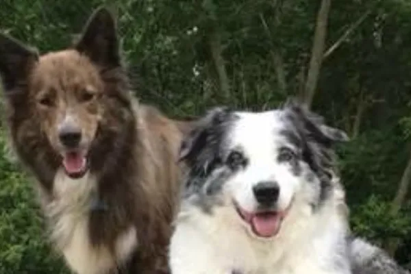 Winter Hill Canine Cottage