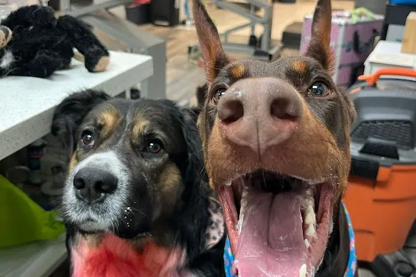 Paws Plus Dog Daycare