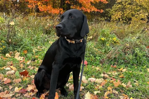 Finns K9 Obedience