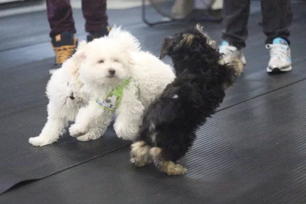 Just Fur Fun Canine Campus Training Centre