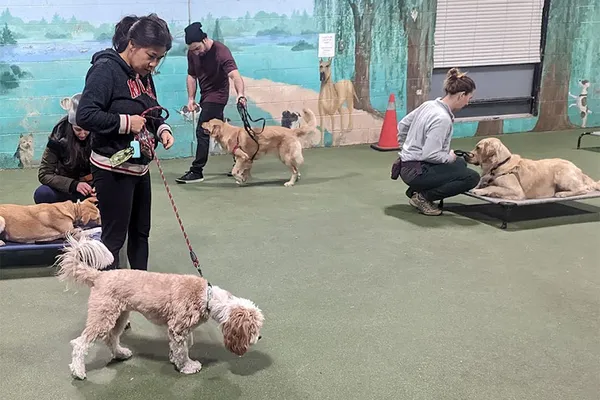 Drop The Leash! Dog Training