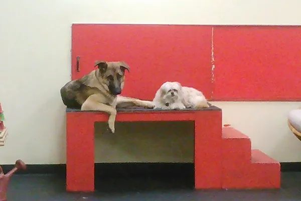 Golden Rule Dog Training